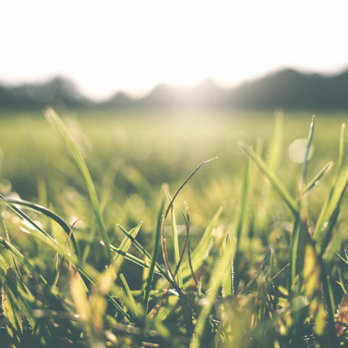 grasses